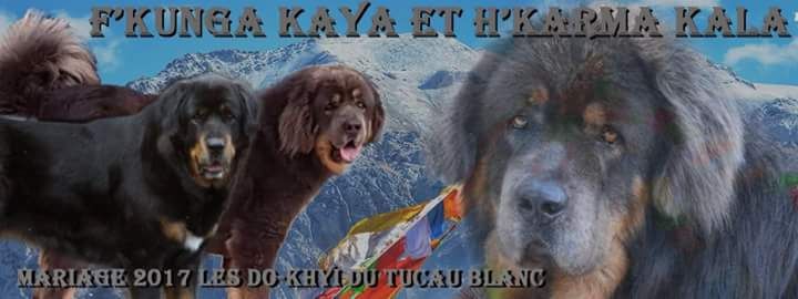 Do-Khyi du Tucau Blanc - Dogue du Tibet - Portée née le 06/12/2017