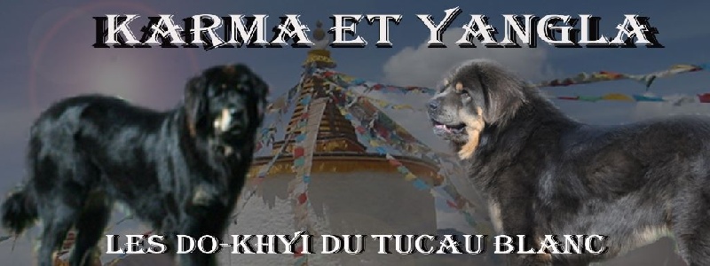 Do-Khyi du Tucau Blanc - Dogue du Tibet - Portée née le 31/12/2015