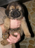 CHIOT