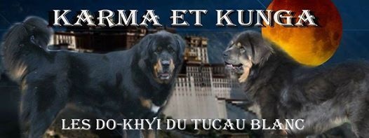 Do-Khyi du Tucau Blanc - Dogue du Tibet - Portée née le 15/11/2016