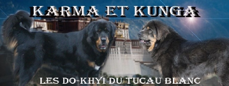 Do-Khyi du Tucau Blanc - Dogue du Tibet - Portée née le 14/12/2015